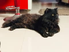 black cat