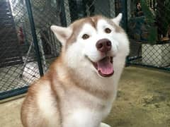 Husky