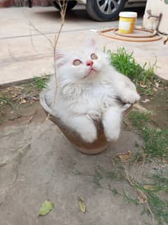 Persion kitten (white , brown , light brown)