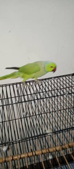 ringneck