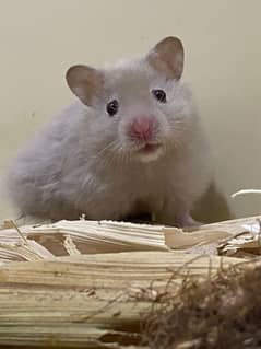 Hamsters