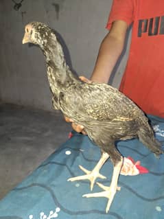 aseel hen