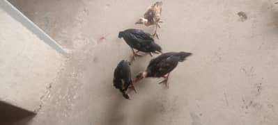 07 aseel mianwali chick health and active top quality mianwali chick