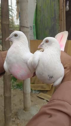 Patti wala jora