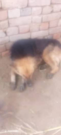 bahut