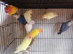 Adult pairs Albino Cremino n other