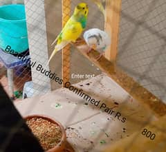 Beautiful Buddies Parrot For Urgent Sale