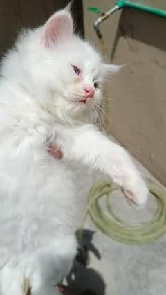 Persian