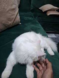 persian