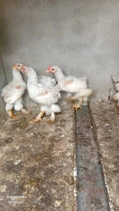 White Buff 6 Male