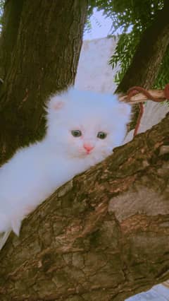 "Pure Persian Cat - White & Grey Eyes"