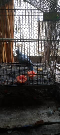 violet cobalt pattha