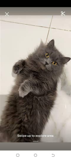 Persian cat for sale male or female my WhatsApp 032970=12=291