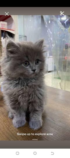 Persian cat for sale male or female my WhatsApp 0329=70=12=291