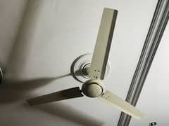ROYAL FAN (03114303909)