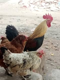 2Hens and a cock