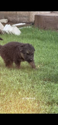 German shepherd babies for sale