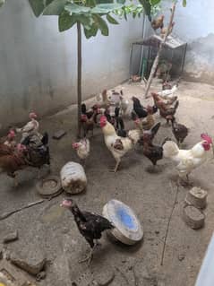 hens for sell for eggs