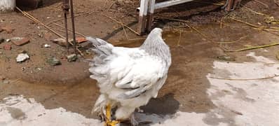 Blue Columbian Brahma | Buff Brahma