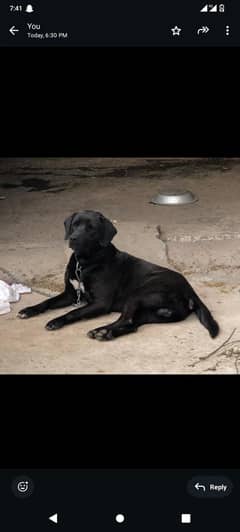 Labrador retriever X English pointer