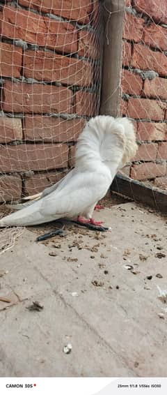 jacobin full breeder pair healthy active