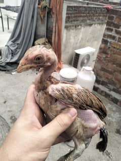 pure aseel chuzy for sale