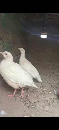 white breedr pair . . 03098904099. . whtsp