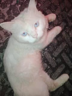 Persian