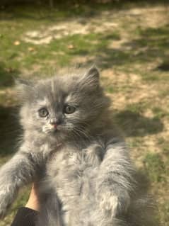 Persian cats for sale