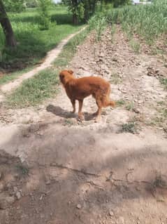 Boxer Dog  Available