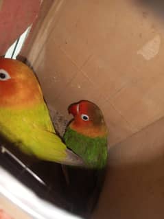 love Bird
