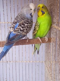 Budgies
