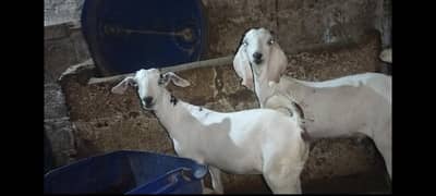 Pair nar Madi bachy 03102644321