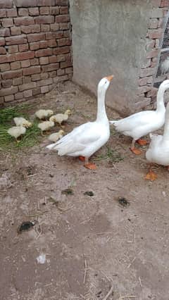 breedars white 