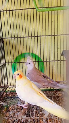Cocktail pair for sale