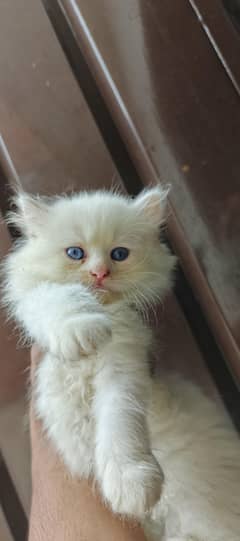 Persain kittens/ triple coated / fluffy / piki facepunch face kittens