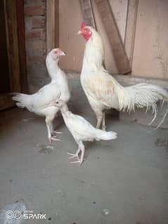 Aseel heera pair