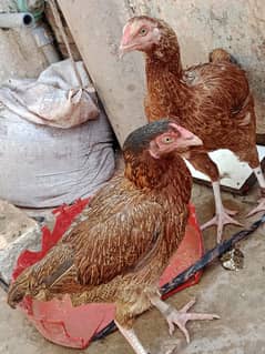 Daise gar ke murghia