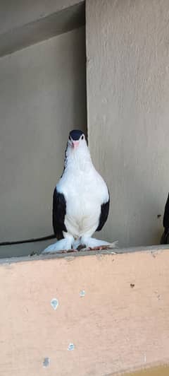 Sherazi Pair if up for sale