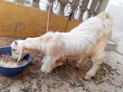 dunda bekra for sale