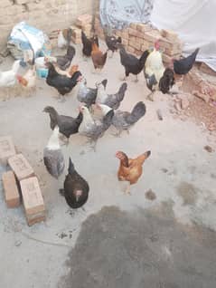 Desi hens | eggs laying hens