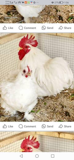 sells hens