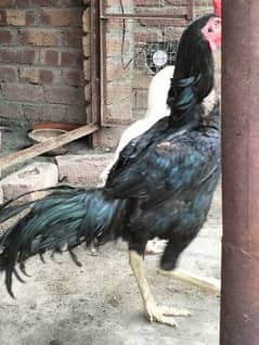 Aseel Adult and Chicks
