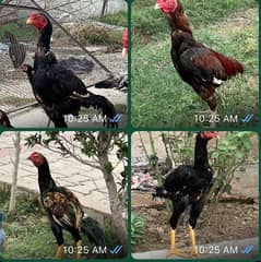 4 Male Aseel Hen