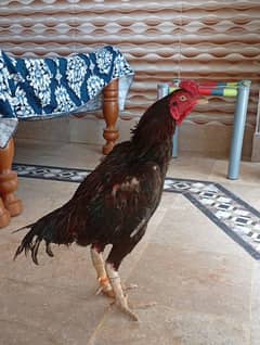murga for sale