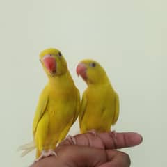 yellow ringneck hand tame with out DNA 2 time feed +923556034109