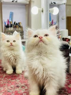 Persian cat My WhatsApp 03038430702