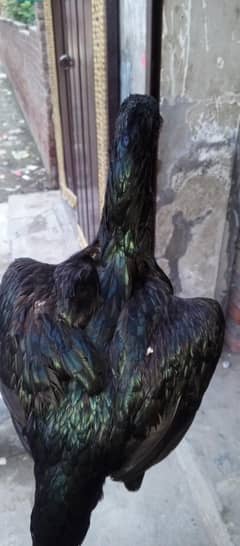 Thai black eye madi best quality Thai ke he