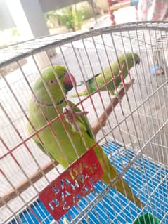 Ringneck