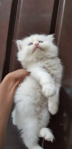 Persain kittens/ triple coated / fluffy / piki facepunch face kittens